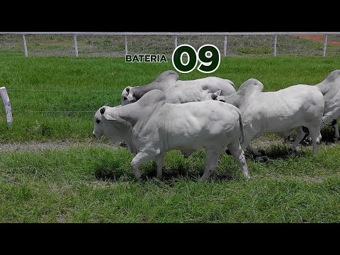 BATERIA 9