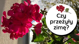 Zimowanie w torbie papierowej🌸 Wybudzanie pelargonii na wiosnę🌸Jak przechować pelargonie przez zimę❓