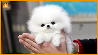 Top 10 Best Small Dog Breeds in the World - Must Watch! | Pets Guideline by Pets Guideline 70 views 1 year ago 6 minutes, 16 seconds