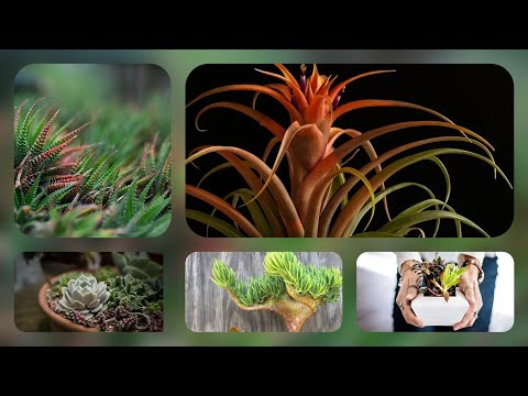 Video: Što su neke viseće sukulentne biljke