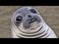 A Small Compilation of Some Hecking Sea Doggo (Seal) Videos (HECK)