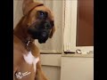 Ultimate Boxer Dog Compilation #12 - The Best Of Funny Moments