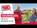 Le tournesol  une plante rsistante  la scheresse   prendsen de la graine  lg seeds