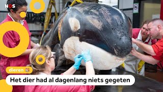 Aangespoelde Orka Was Ernstig Ziek