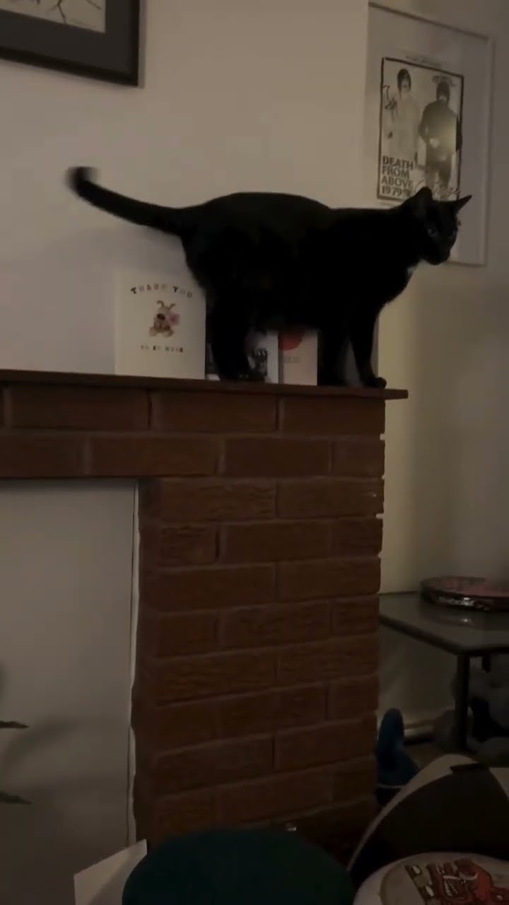 Bébé chaton noire??????????