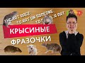 Не закрысили и делимся интересными выражениями со словом rat