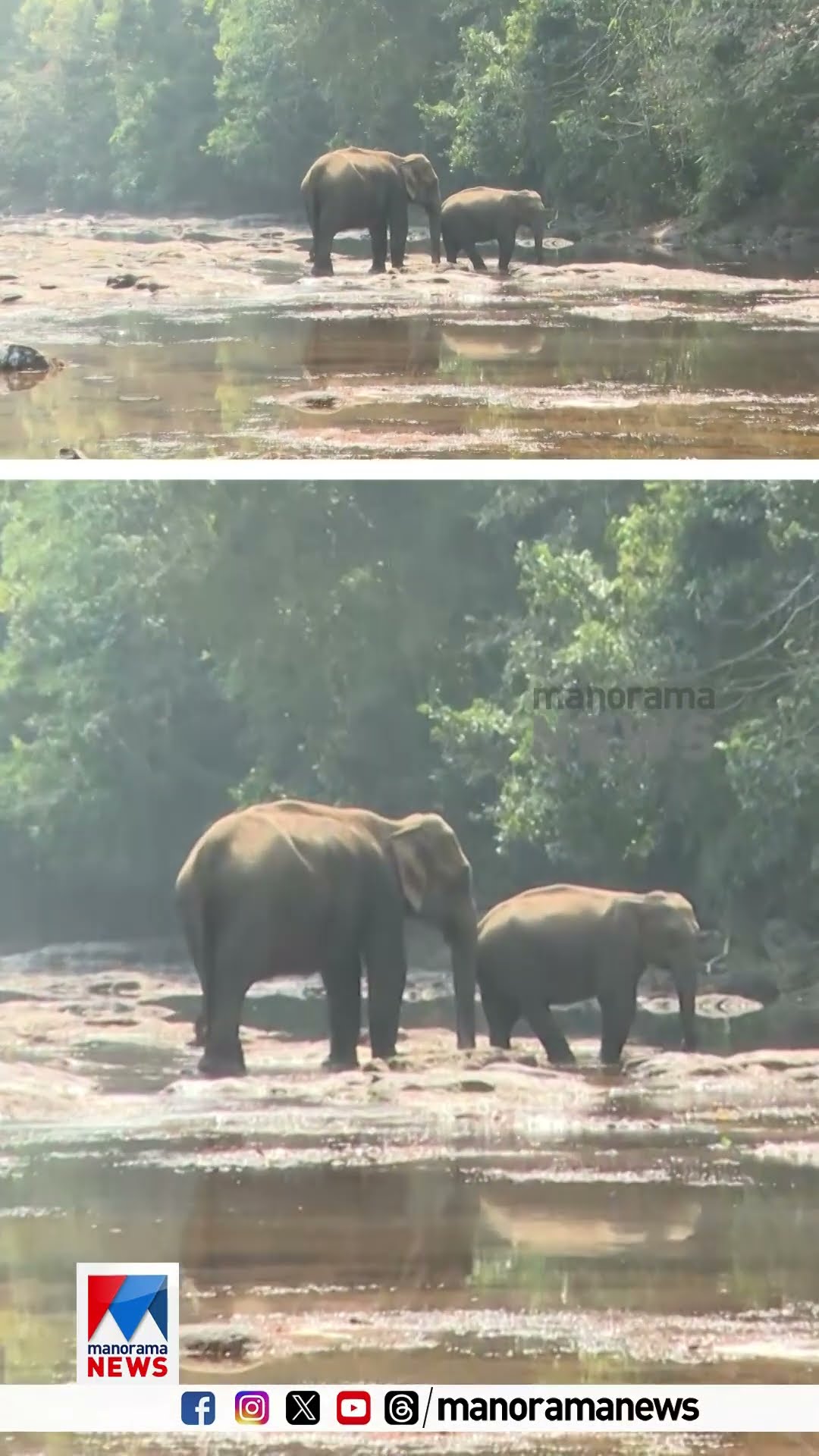 പത്തനംതിട്ട തണ്ണിത്തോട്ടിൽ ജനവാസമേഖലയിലെ പുഴയിൽ ഇറങ്ങിയും കരയ്ക്ക് കയറിയും കാട്ടാനകൾ | Elephant