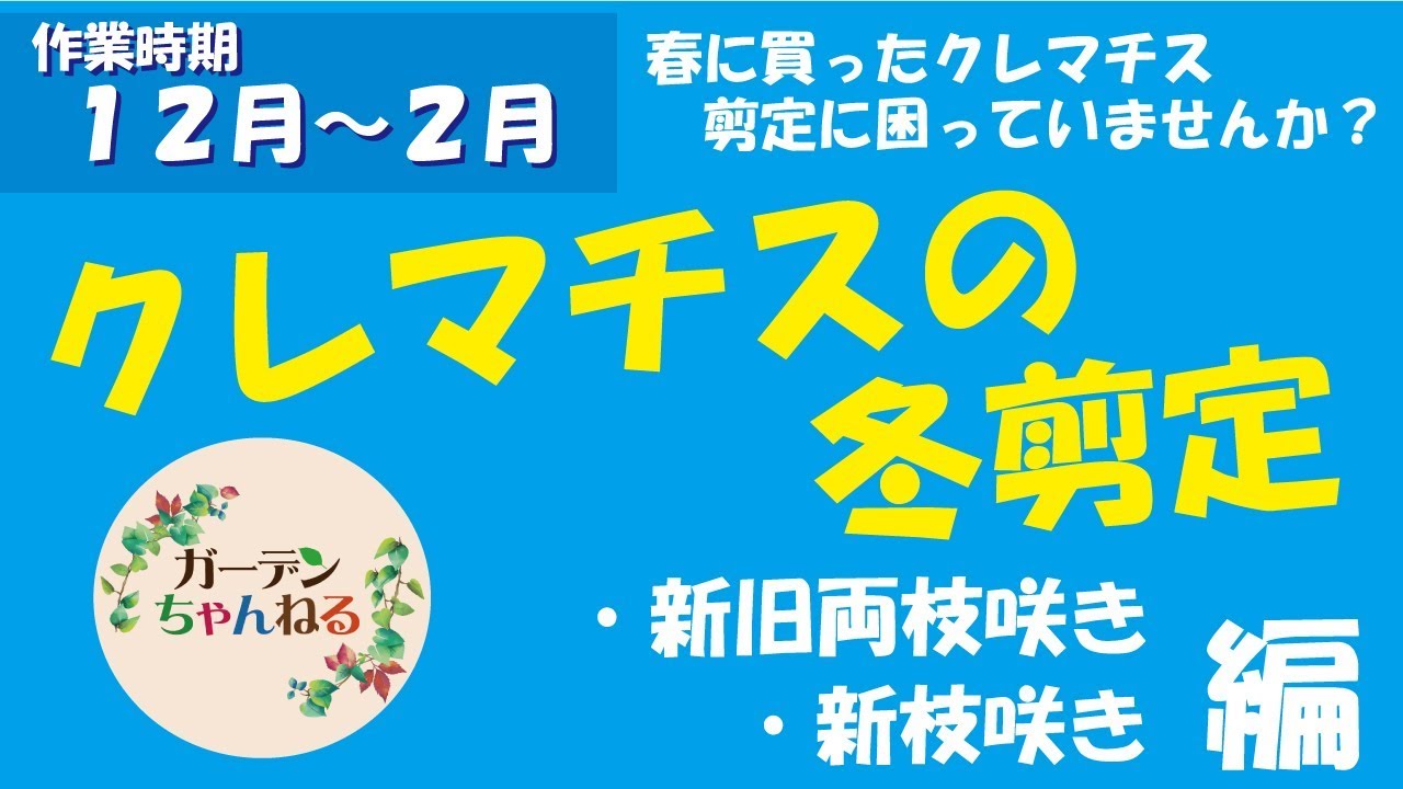 クレマチスの剪定 新旧両枝咲き 新枝咲きクレマチスを実践解説 Youtube