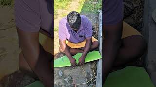 சாப்பாட்டுக்கு இலை அறுப்போம் வாங்க. #vivasayi #விவசாயம் #agriculture #தமிழ் #tvk #விவசாயி #முருகன்