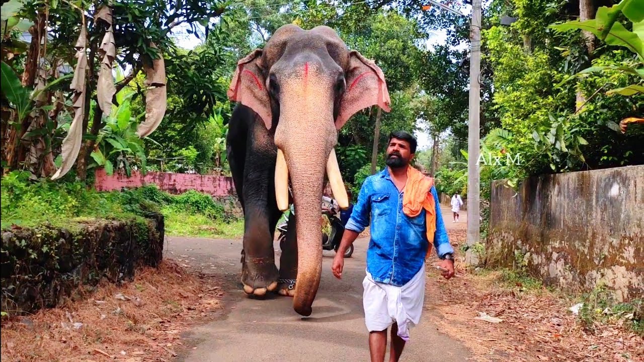ചന്ദ്രശേഖരനെ വഴിയടിച്ച് വരുന്ന ശശിയേട്ടൻ Thiruvambadi Chandrashekharan Elephant Mannarkadu Shasi