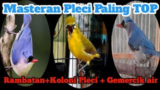 Mastetan Pc _ Suara Rambatan   Koloni pc   Gemercik air :: Paling Di Cari Karna Tajam😁