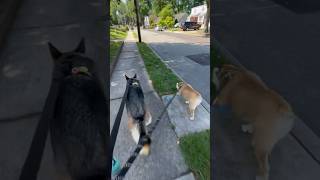 German Shepherd walks with Bulldog | Gsd and Bulldog