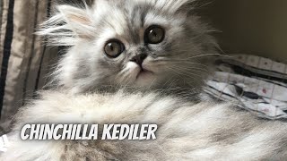 Chinchilla kedileri özellikleri ve bakımı‼