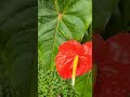 Anthuriums after a rain