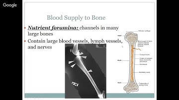 The Skeletal System, Chapter 6
