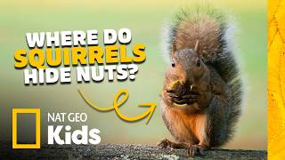 wild world squirrels animal card quest nat geo kids