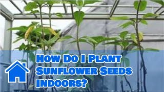 Indoor Gardening Tips : How Do I Plant Sunflower Seeds Indoors?