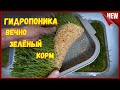 Гидропоника - зелёный корм для птицы и  животных. Проращивание пшеницы в домашних условиях.