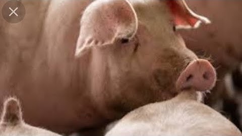 Nguyên Nhân Heo Cắn Đuôi Nhau