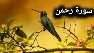 Surah Rahman | Ep - 0209 by Qari Raheel | سورہ رحمٰن 55 | Beautiful Recitation