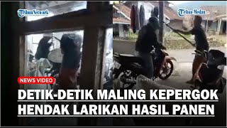 Detik detik Maling Kepergok Pemilik Rumah Saat Hendak Larikan Hasil Panen