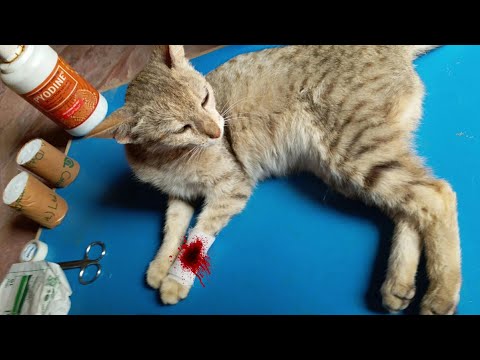 Rescue Cat Broken Leg. How The Treatment Of Limping Cats Is Done. Bandage Of Broken Leg Poor Cat.