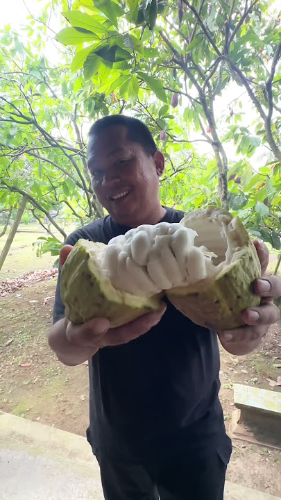 Premium Chocolate Making Process in Jembrana Bali.
