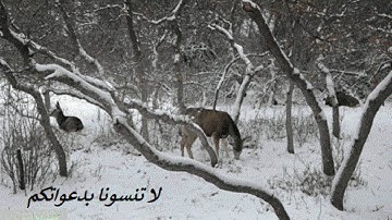 سورة الإخلاص كاملة برواية حفص عن عاصم بصوت القارئ الشيخ فارس عباد