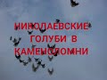 НИКОЛАЕВСКИЕ ГОЛУБИ. ПРОСТО РОЛИК. NIKOLAEVSKIE PIGEONS.