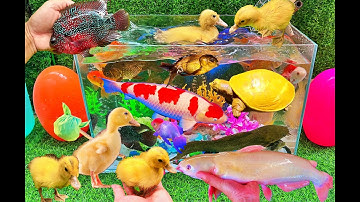 Bắt Các Con Vật Dể Thương, Cua rùa, Cá Koi, Cá Trê, Gà, Vịt Dể Thương, Thỏ Cá Vàng, Cá Sấu, Vịt Con