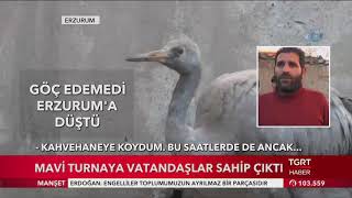 Göç edemeyen mavi turna Erzurum'a düştü, vatandaşlar sahip çıktı ! Oltu !