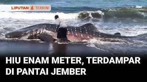 Hiu Tutul Ditemukan Terdampar di Pantai Puncer, Jember, Jawa Timur | Liputan 6