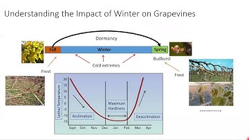 Jason Londo: Toward understanding the ... complexities of grapevine winter survival
