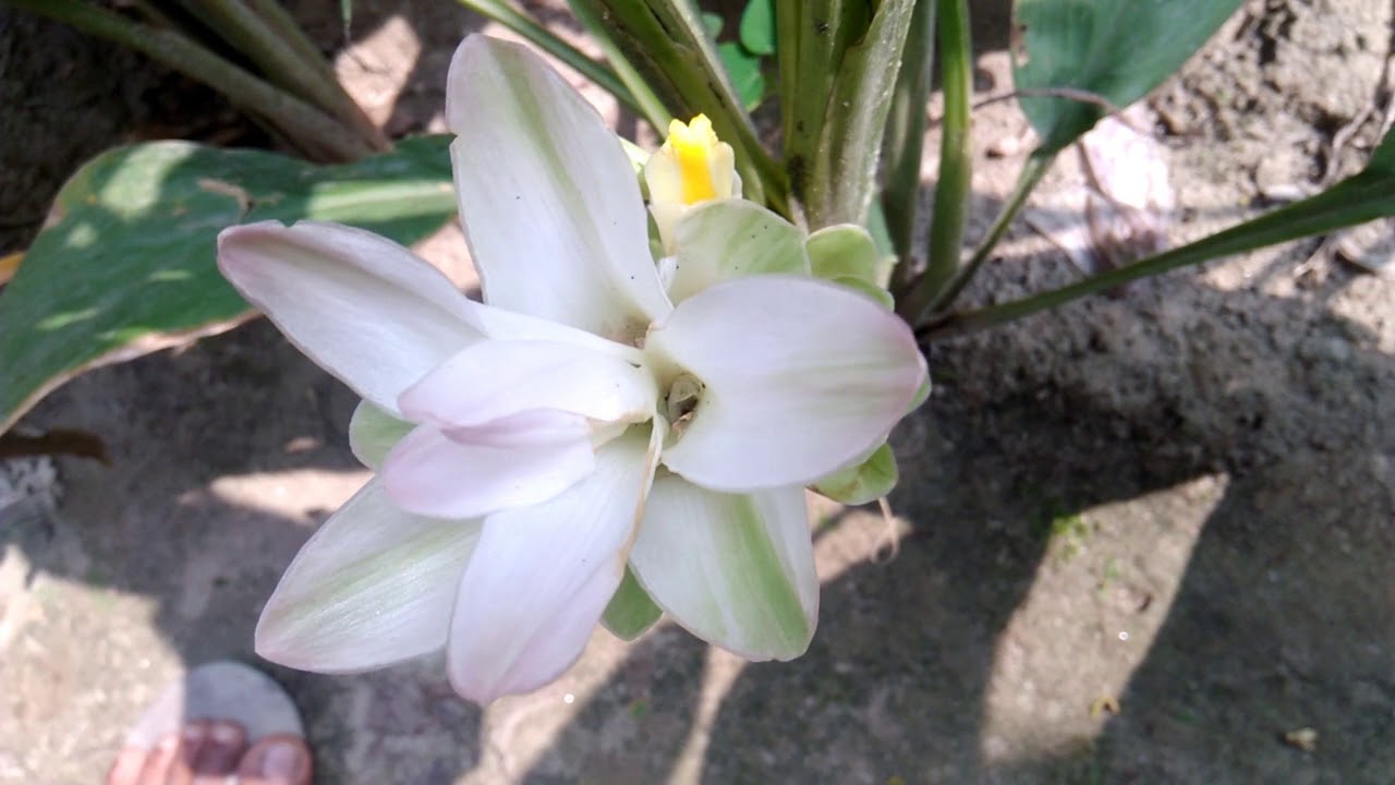 Turmeric Flower A rare Flower YouTube