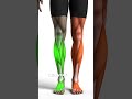 Grow Inner Calves (Most People Train Them Wrong)