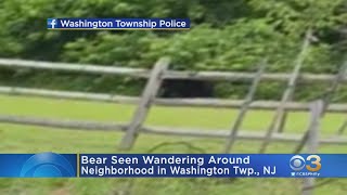 Bear Seen Wandering Around Washington Township