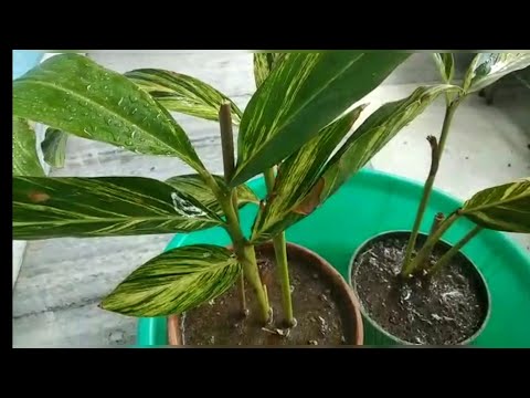 Video: Alpinia Officinalis - Khasiat Yang Berguna Dan Penggunaan Alpinia Officinalis