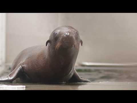 Video: Pet Scoop: Sea Lion Pup nalezeno 100 mil vnitrozemí, šimpanzi používají silné dřevo pro postele