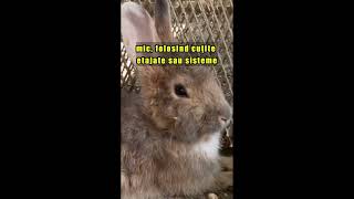 De Ce Iepurii Sunt Cea Mai Bună Alegere Pentru Crestere