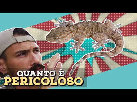 Video: La lucertola è pericolosa per l'uomo?