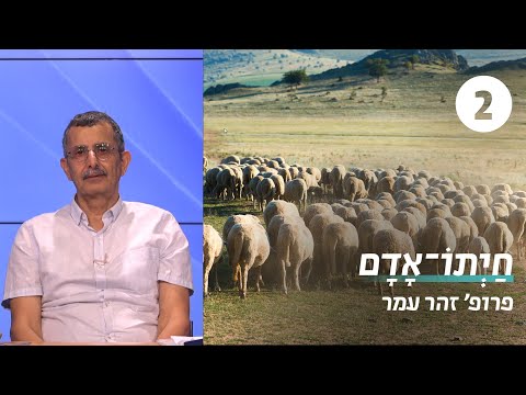 חיות המשק במקרא שיעור 2 לשחוט פרות קדושות פרופ זהר עמר 