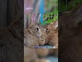 Spanish Nuns Fight To Save Giant Rabbit Species | 10 News