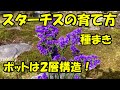 スターチスの育て方　種まき