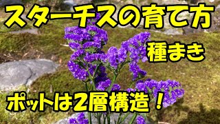 スターチスの育て方　種まき