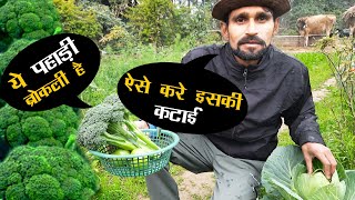 ऐसे करे ब्रोकली की कटाई | broccoli harvesting | broccoli farming in india