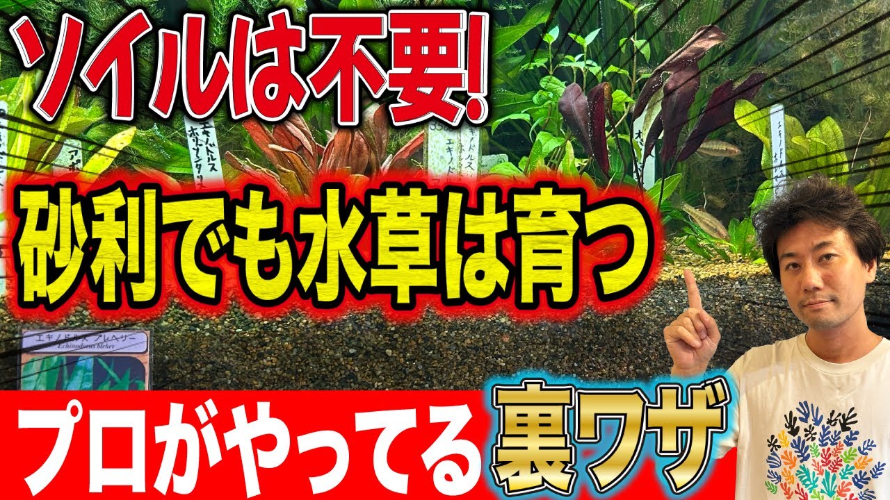【ソイル不要！】砂利だけで水草がモサモサ育つプロの裏ワザを大公開！〜ダッチアクアリウム