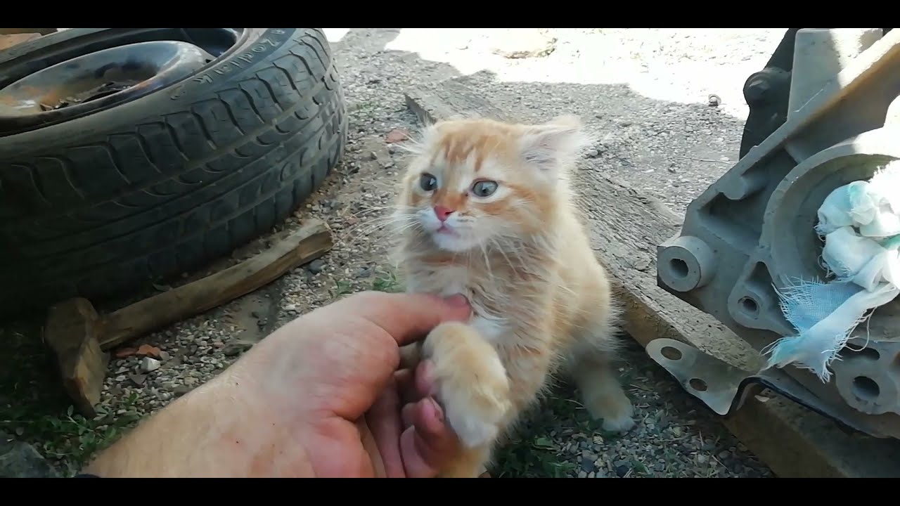 Замена выжимного подшипника. - YouTube