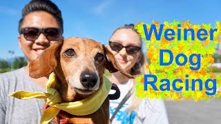 WORLD'S CUTEST RACE - The Dachshund Dash & Weiner Dog Race