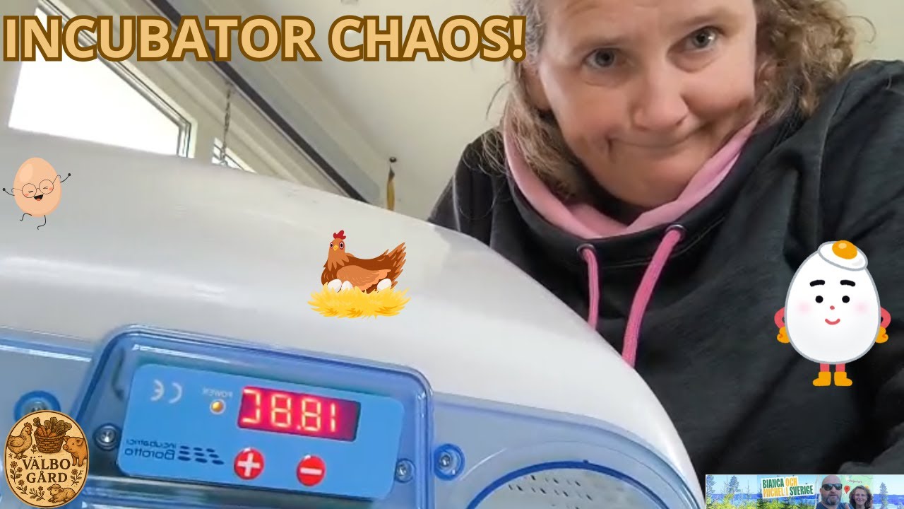 Homesteading in Sweden Incubator Chaos! ��