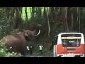 Munnar Wild Elephant attack [Padayappa Elephant]